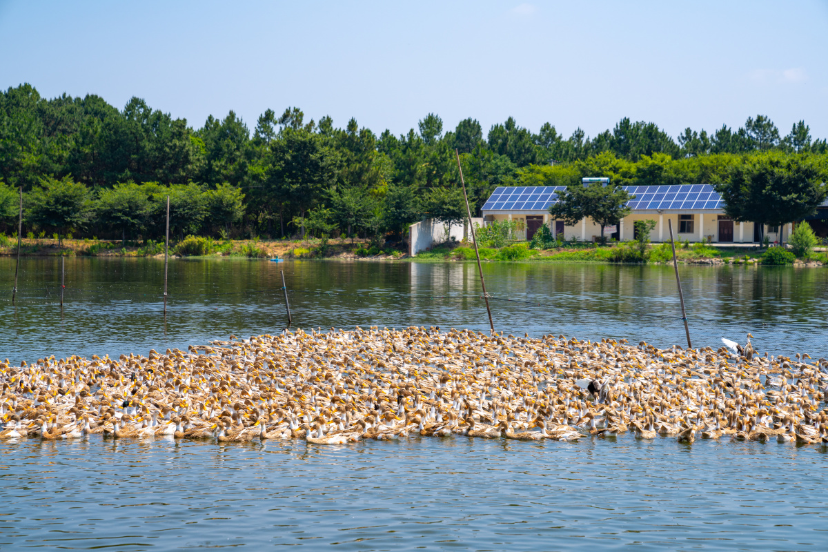 鸭子养殖