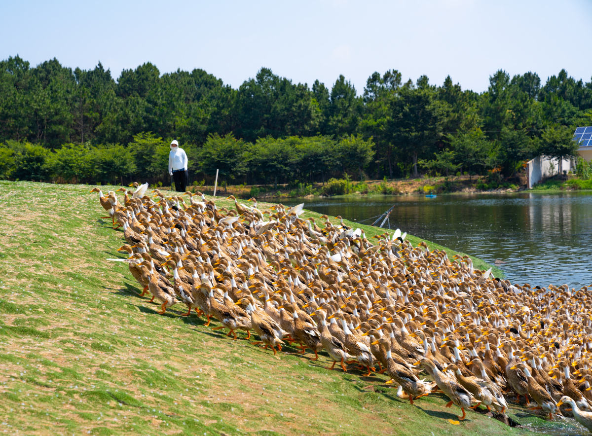 鸭子养殖