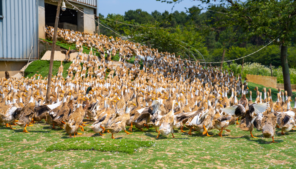 鸭子养殖