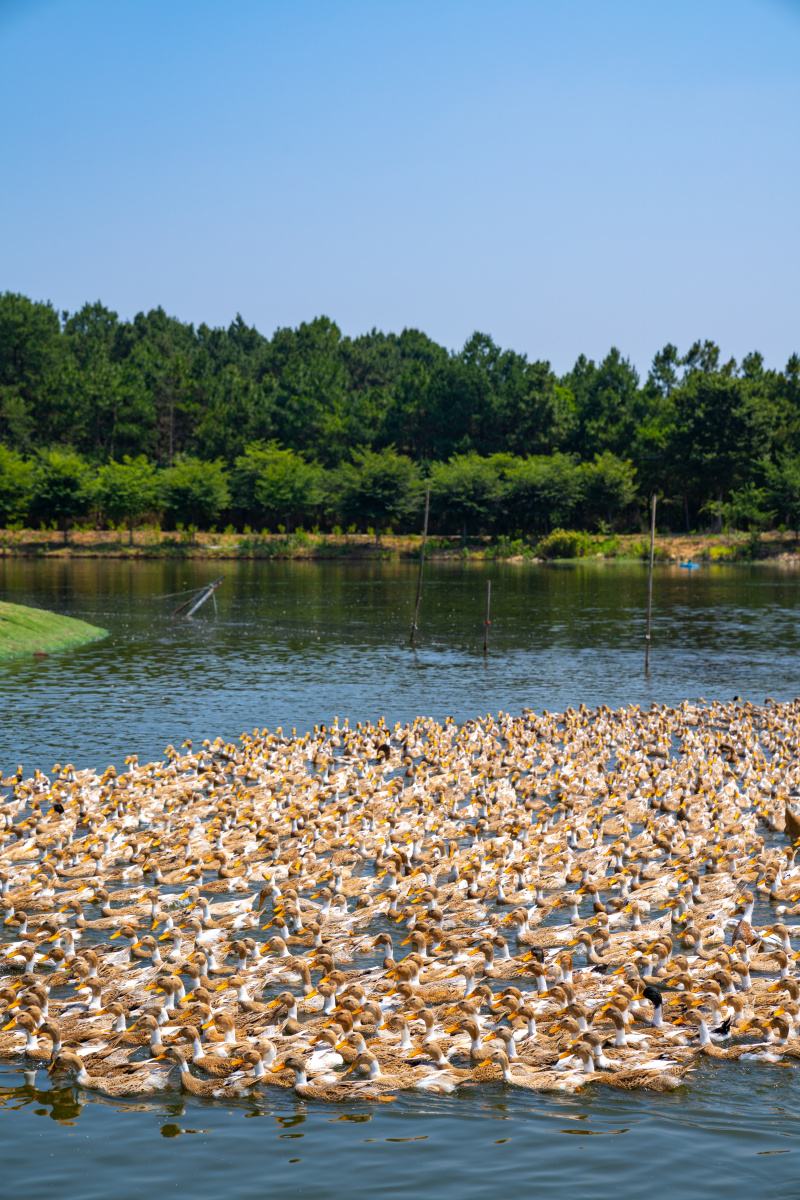 鸭子养殖