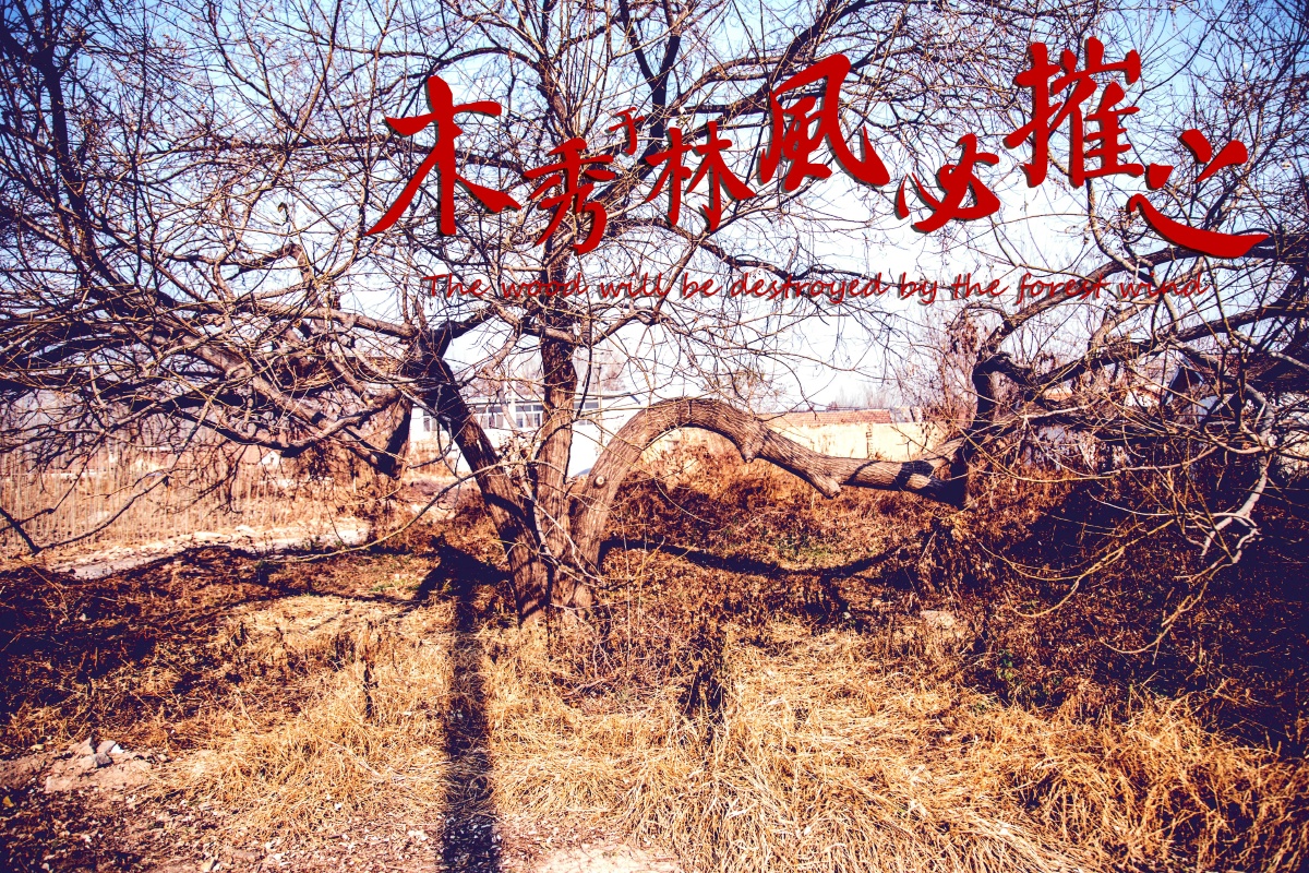 木秀于林风必摧之 英文翻译