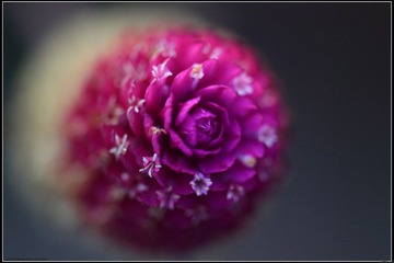 路边的花