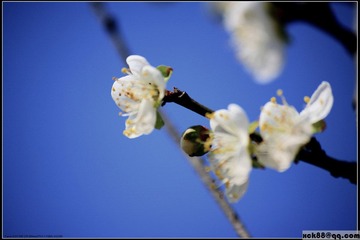 2010-12香雪公园 梅花4