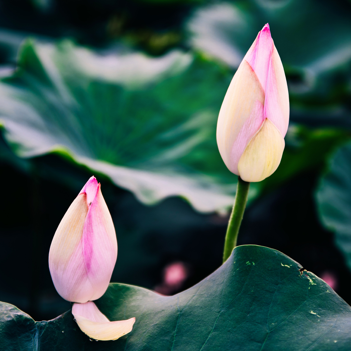 没有长焦刚好又是雨后绕了好大一圈才遇到这两朵含苞待放的荷花