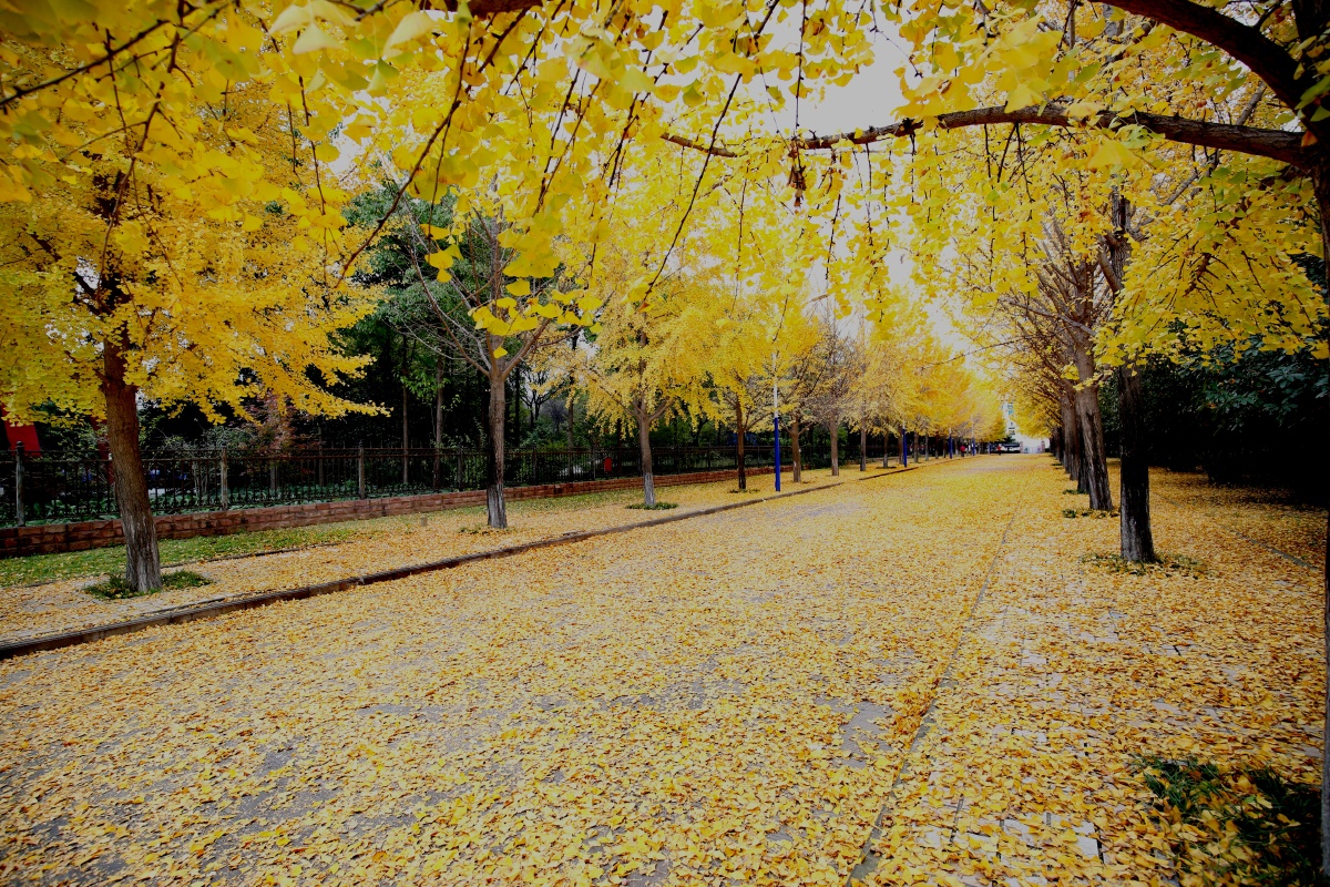 深秋,那满地金黄的银杏树叶,灿烂无比,如同给大地铺了一层松软的地毯