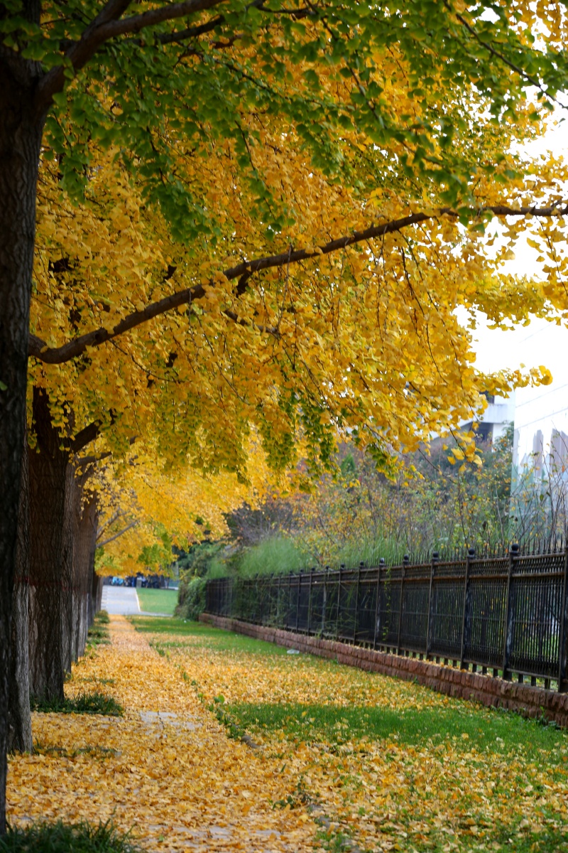 深秋,那满地金黄的银杏树叶,灿烂无比,如同给大地铺了一层松软的地毯