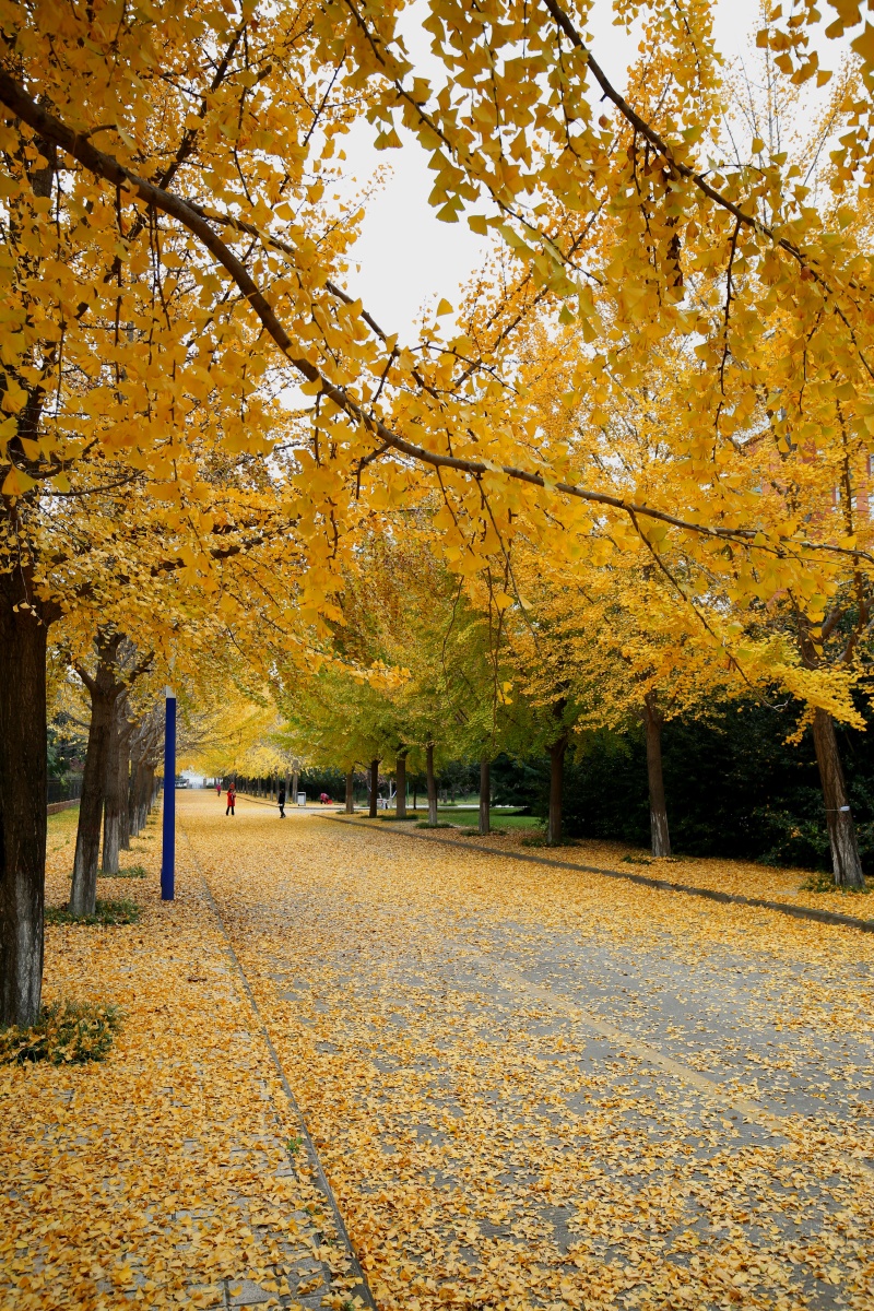 深秋,那满地金黄的银杏树叶,灿烂无比,如同给大地铺了一层松软的地毯
