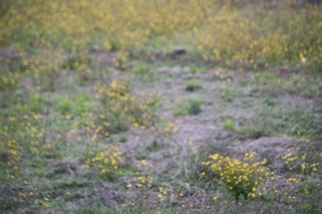 574_WJC3375.jpg