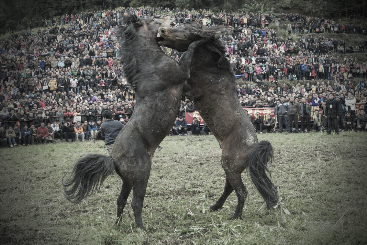 广西苗族斗马