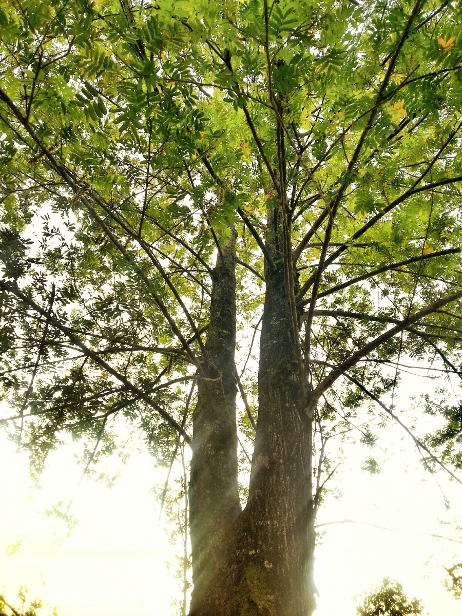 不知道为什么,就是喜欢拍树.