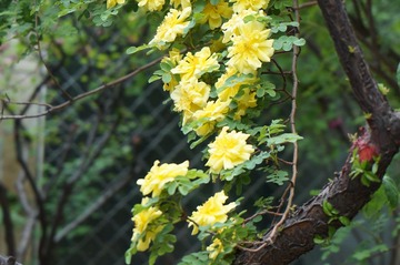 DSC00132.JPG