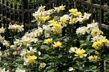 DSC00181.JPG