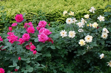 DSC00322.JPG