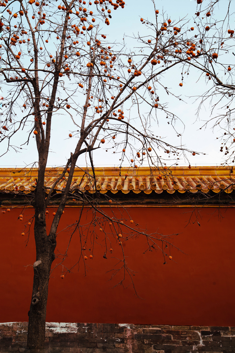 故宫柿子树 - sabrina萌 - 图虫