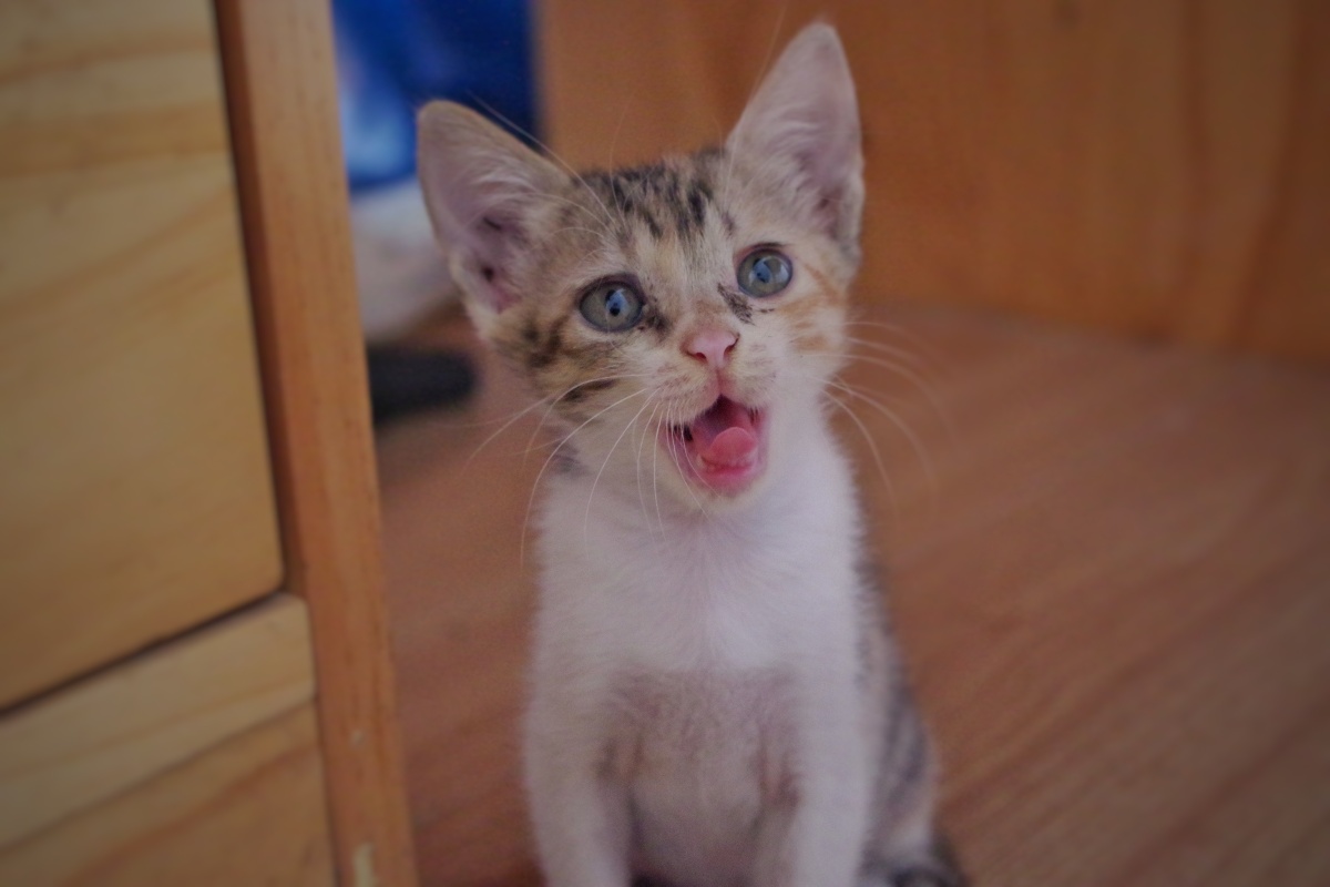 名字叫安生却很不安生的小猫咪,        她还有个橘色兄弟叫七月.