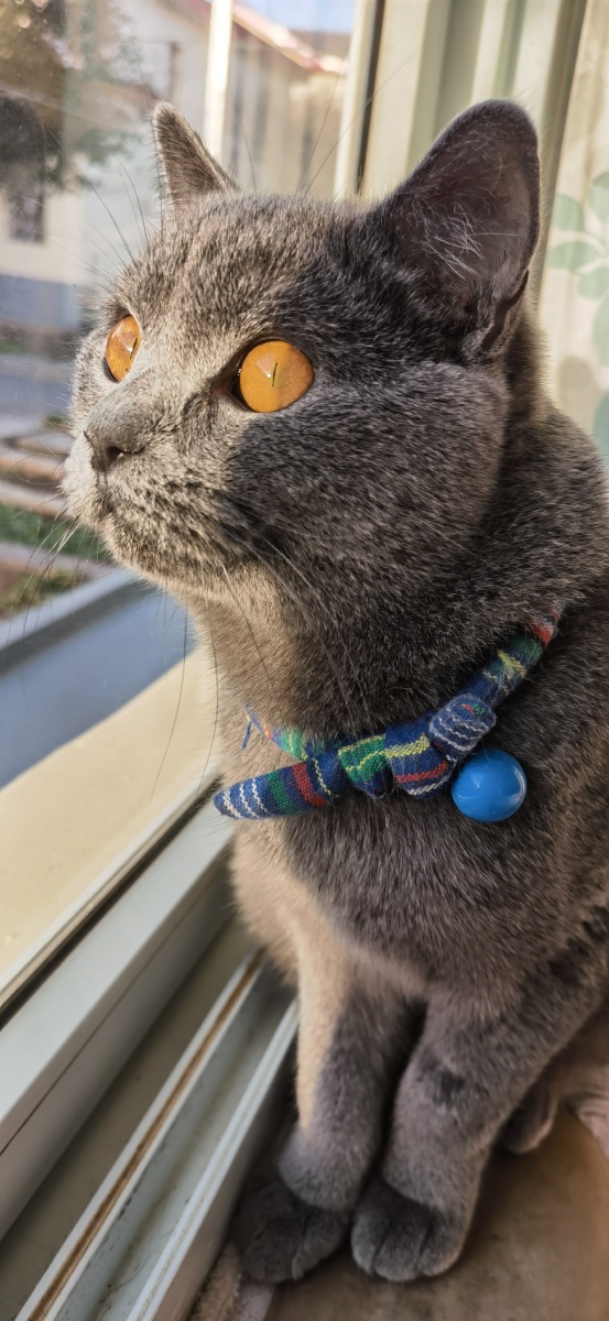 家有猫咪英短兰猫