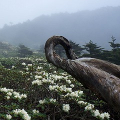 仙鹤赏花.jpg