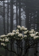 DSCF6261.jpg