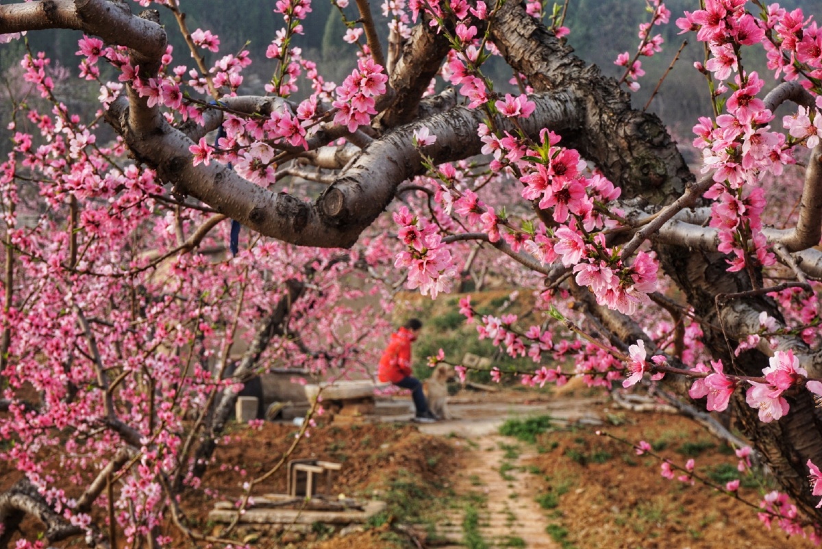 家乡的桃花