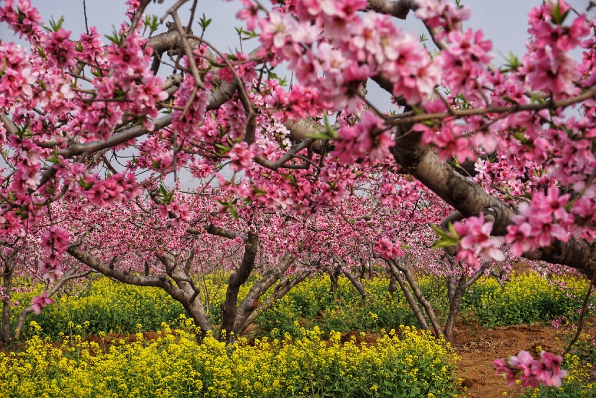 家乡的桃花