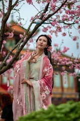 樱花树下
