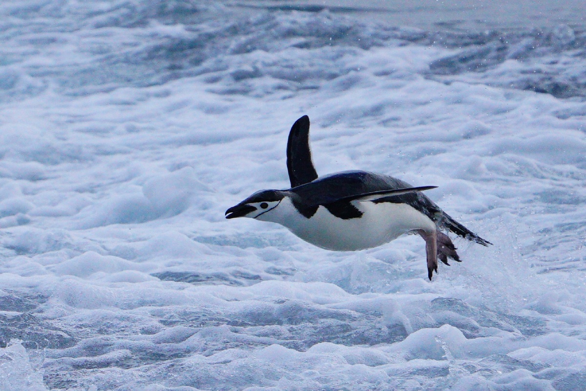 企鹅跃起的瞬间