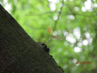 IMG_0533.JPG
