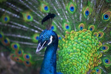 IMG_0252.jpg