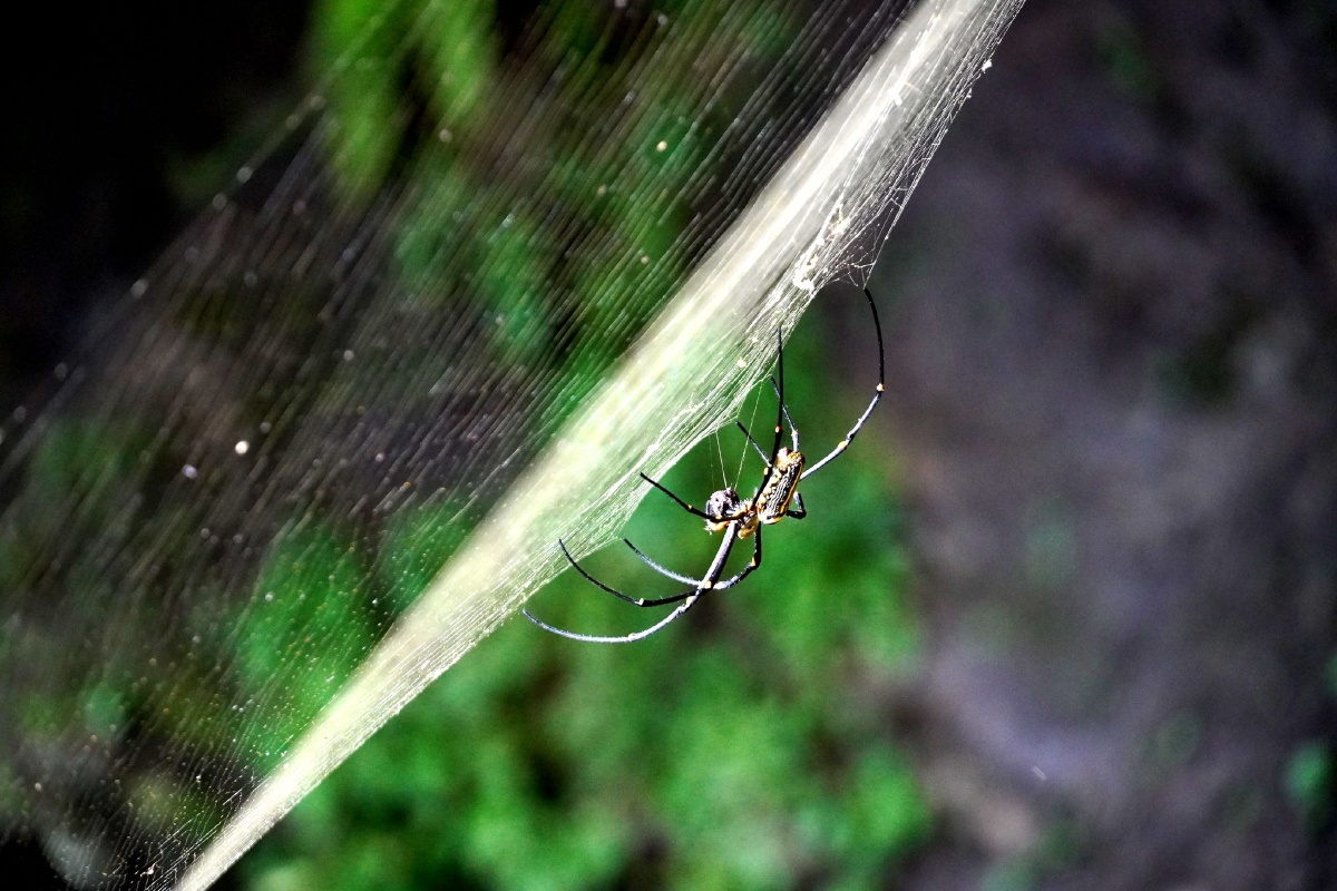 广西永福惊现一只会吐金丝的蜘蛛2020年8月14日一只身披黑黄红斑带的