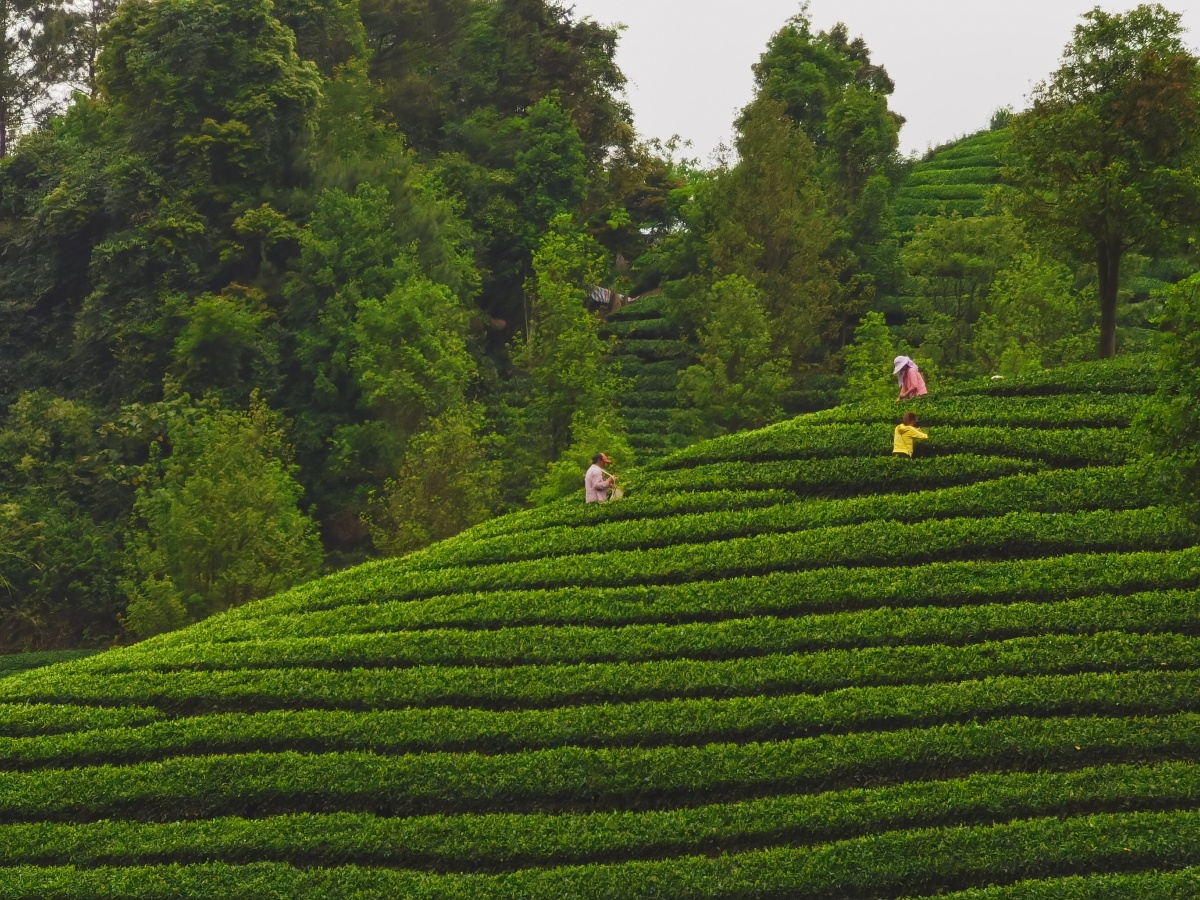 广西昭平:高山茶园春色美