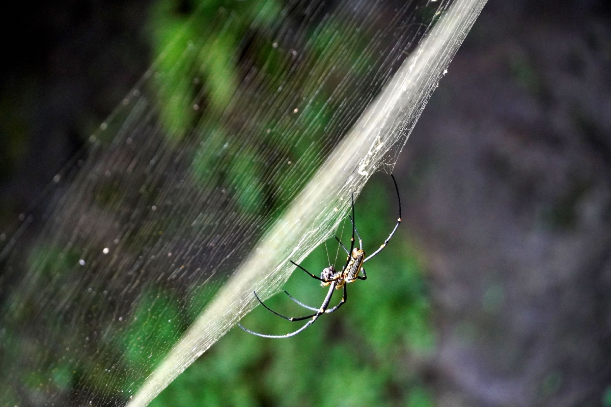广西永福惊现一只会吐金丝的蜘蛛 2020年8月14日,一只身披黑黄红斑带