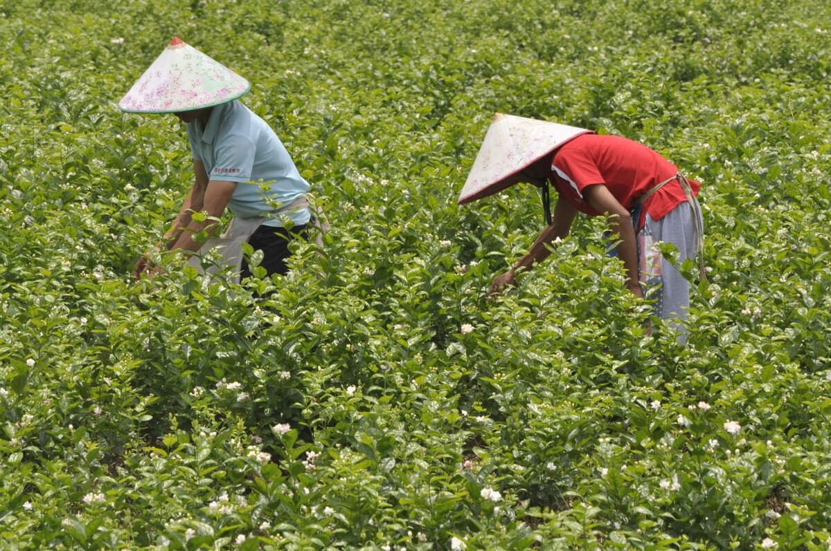 中国茉莉花之乡:广西横县又到茉莉花开飘香采摘时
