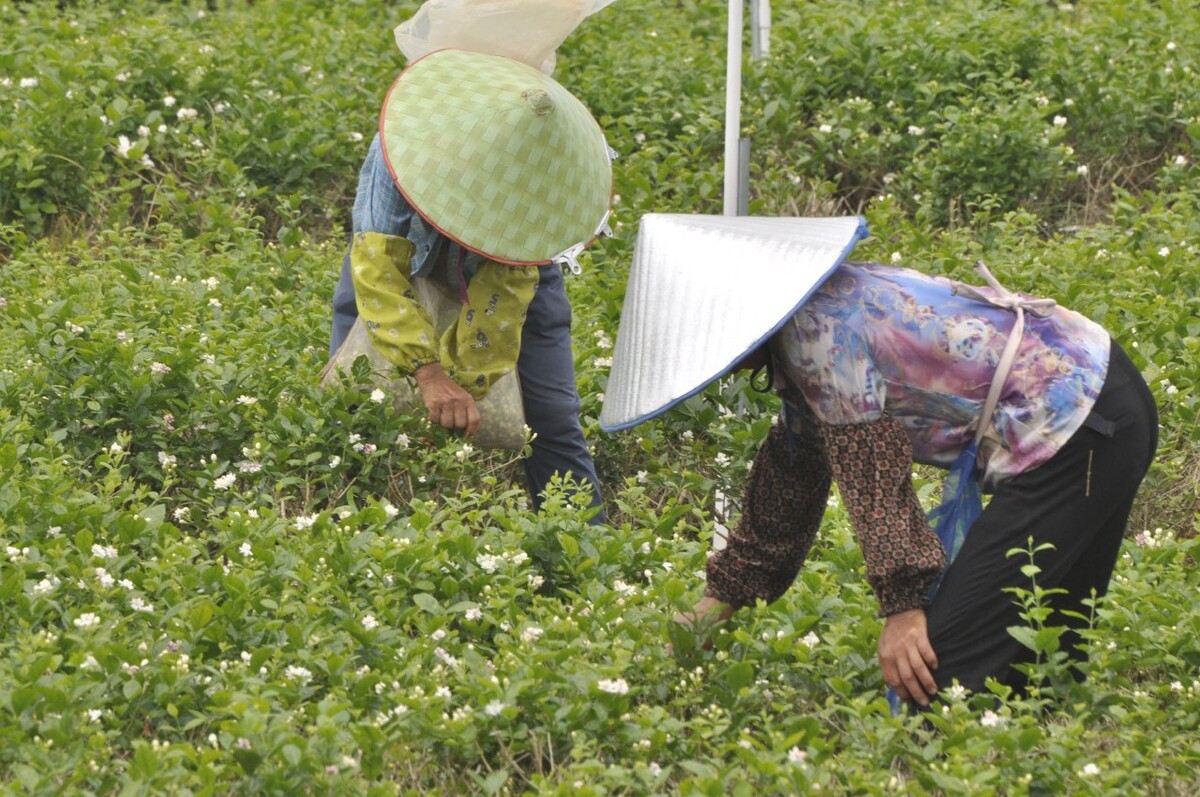 中国茉莉花之乡:广西横县又到茉莉花开飘香采摘时