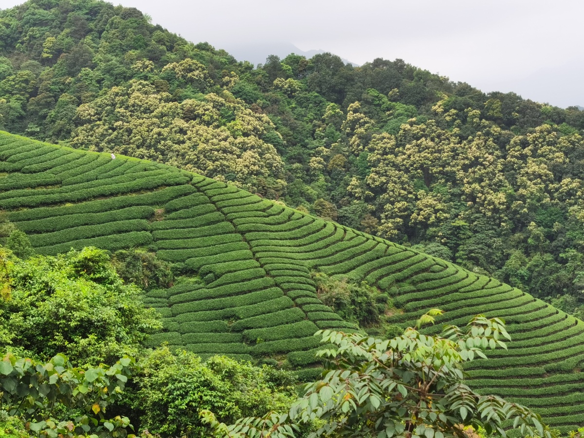 广西昭平:高山茶园春色美
