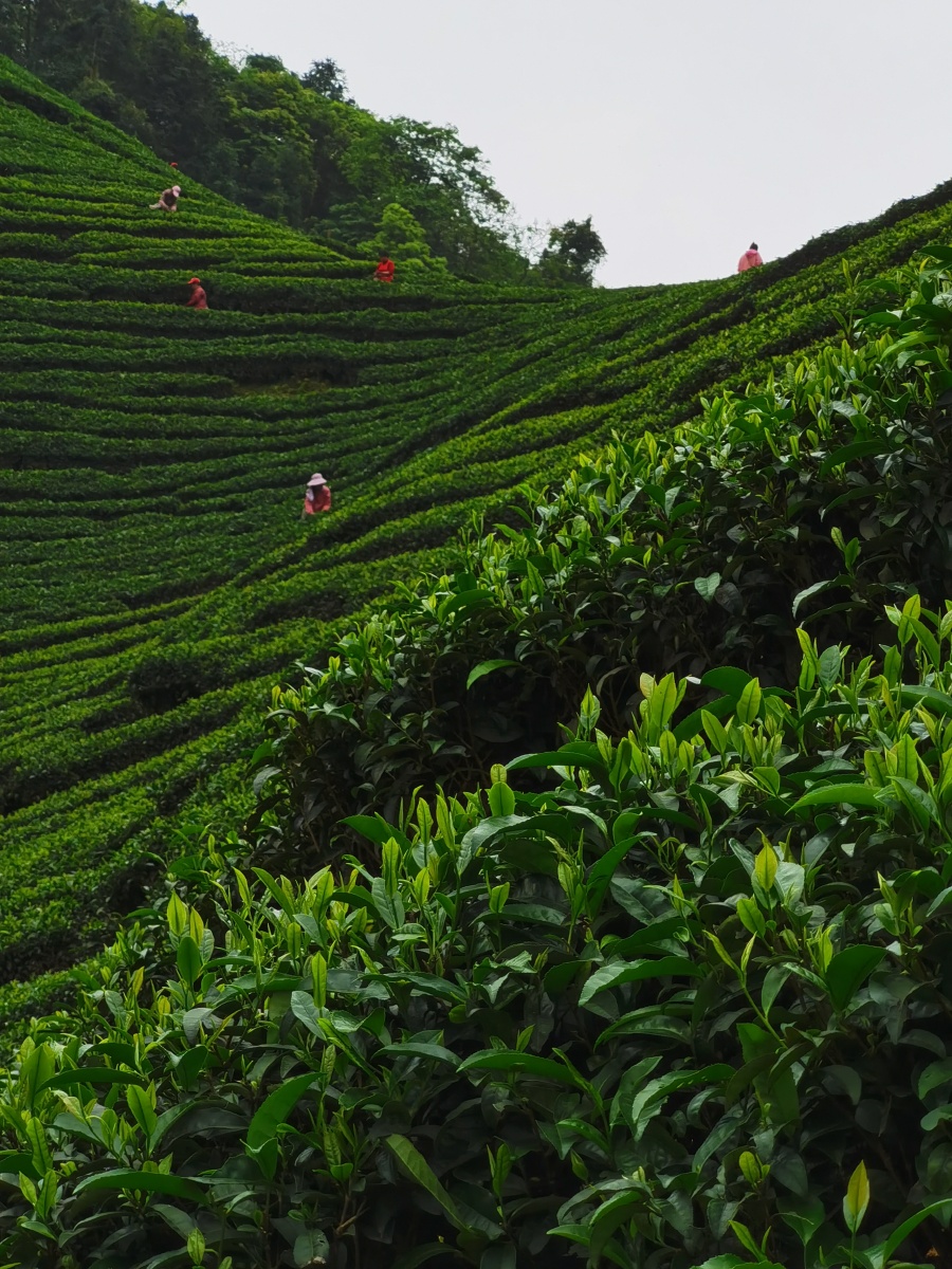 广西昭平:高山茶园春色美