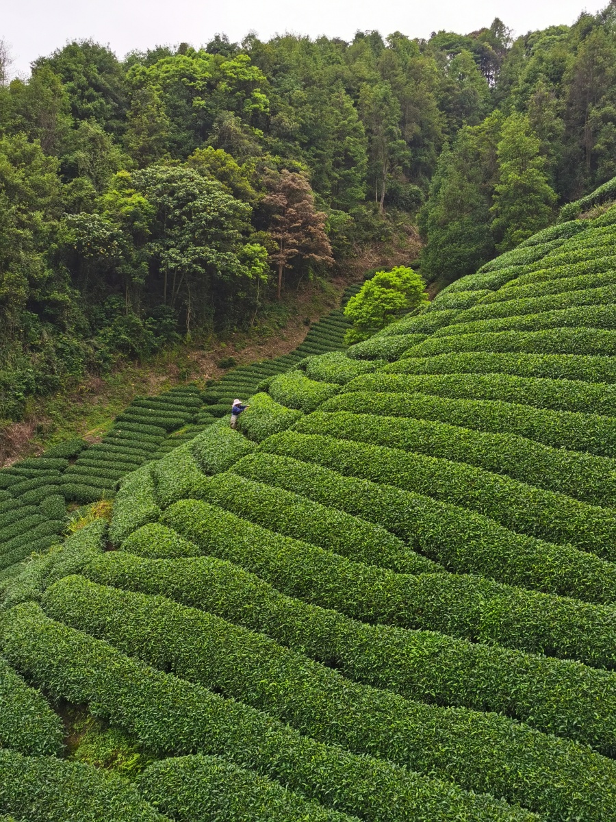 高山茶园春色美#随手拍春天#贺州#昭平#高山茶园#采春茶#春天# - 大