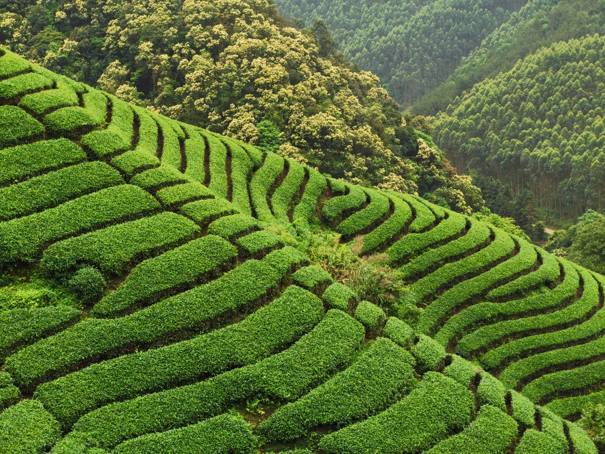 广西昭平:高山茶园春色美