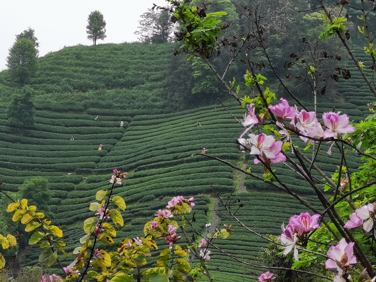 广西昭平:高山茶园春色美