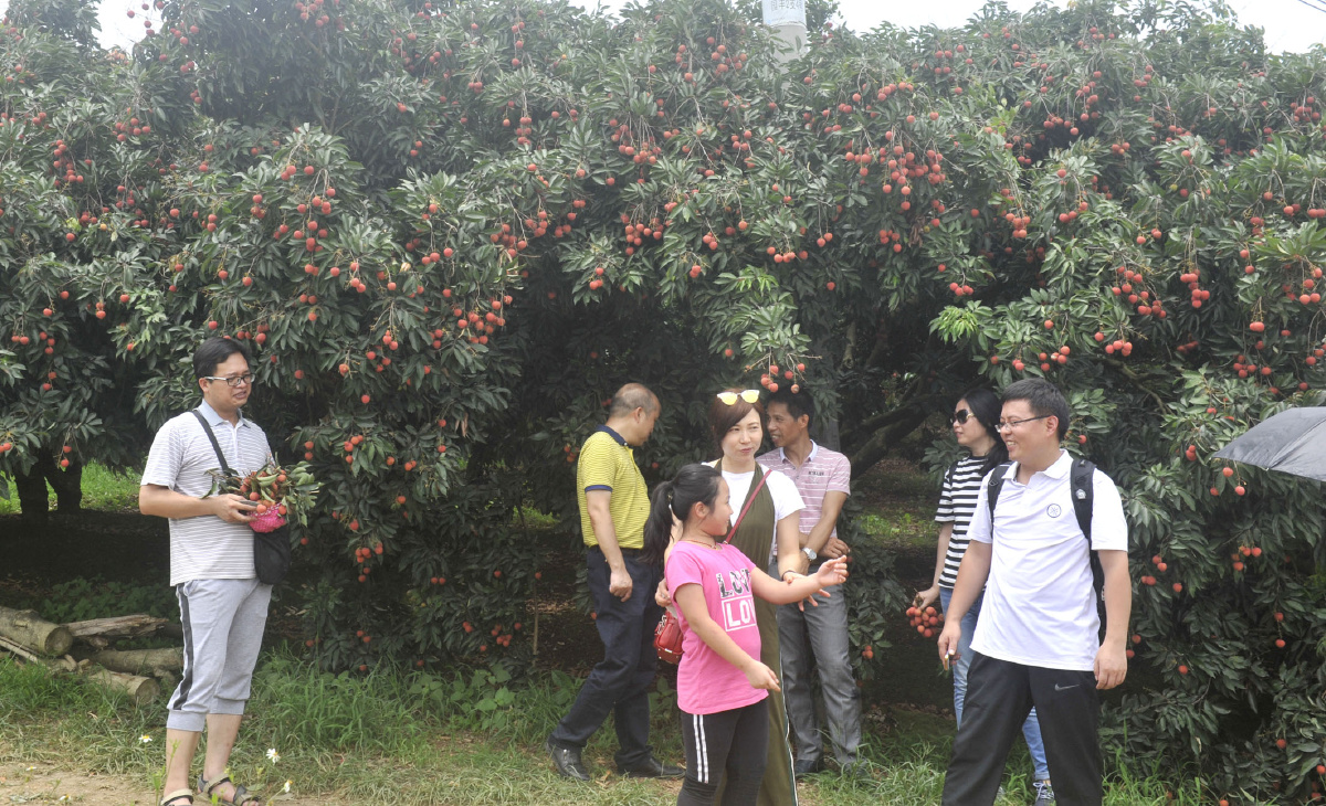 中国荔枝之乡广西灵山荔枝飘香迎客来