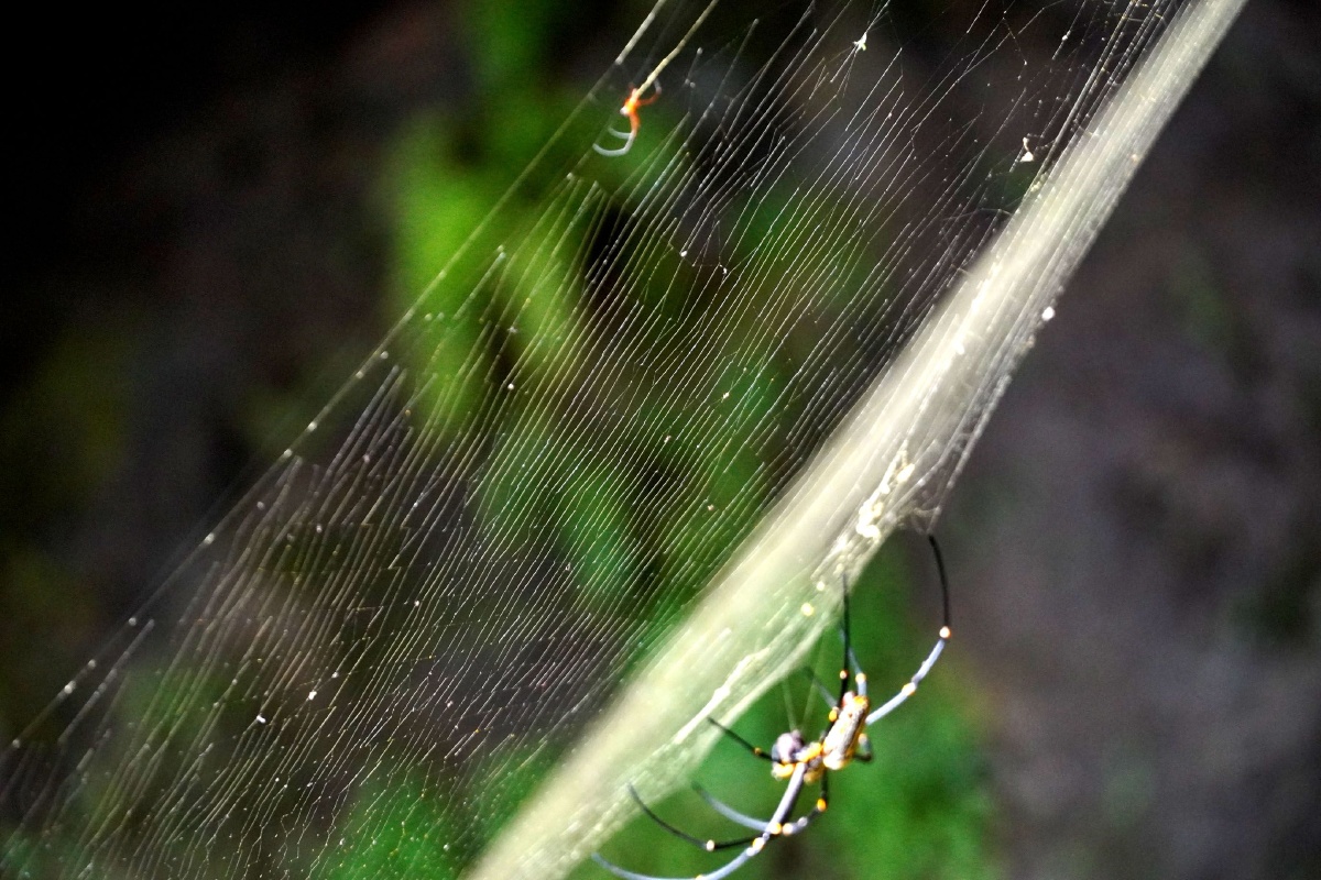 广西永福惊现一只会吐金丝的蜘蛛022020年8月14日一只身披黑黄红斑