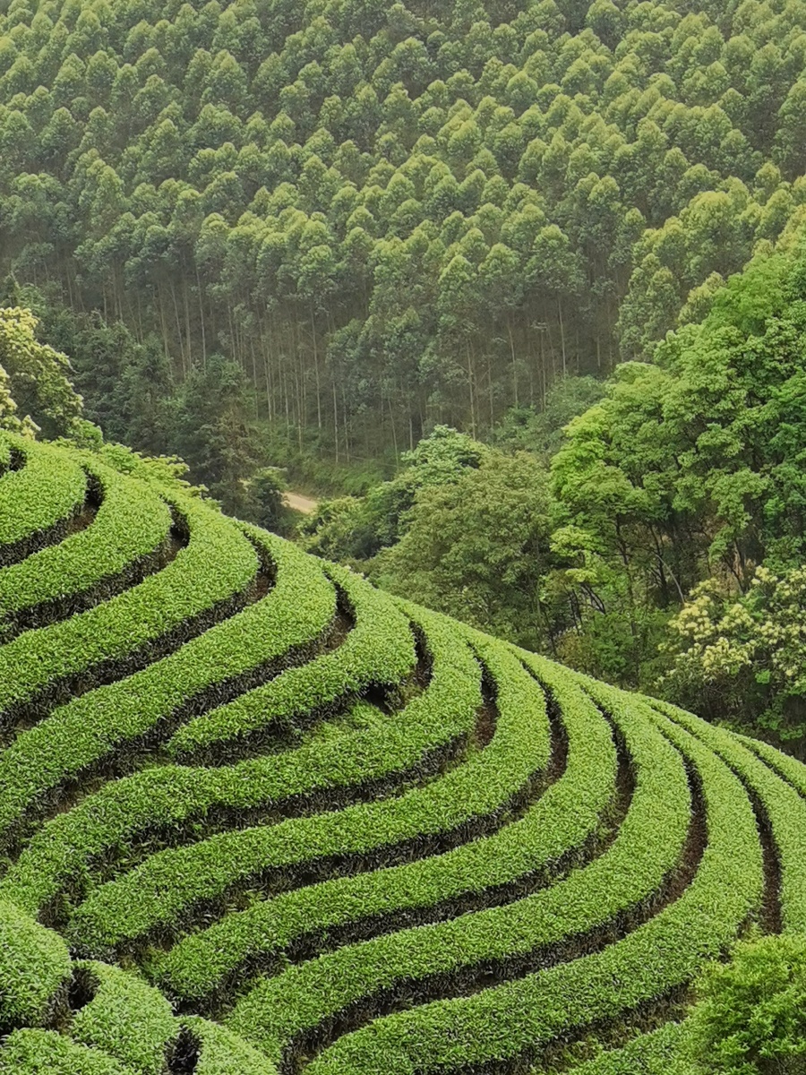 广西昭平:高山茶园春色美