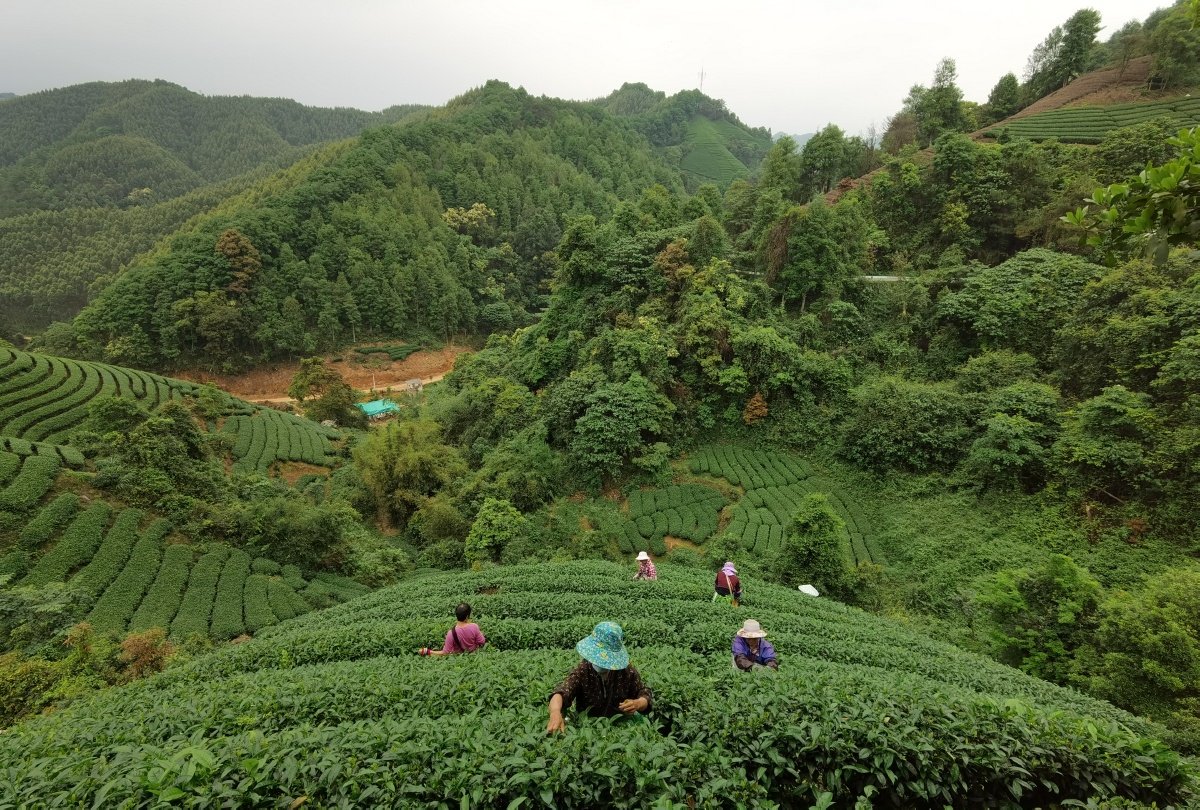 广西昭平:高山茶园春色美