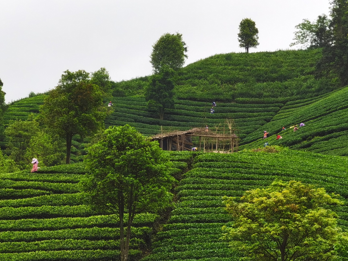 广西昭平:高山茶园春色美