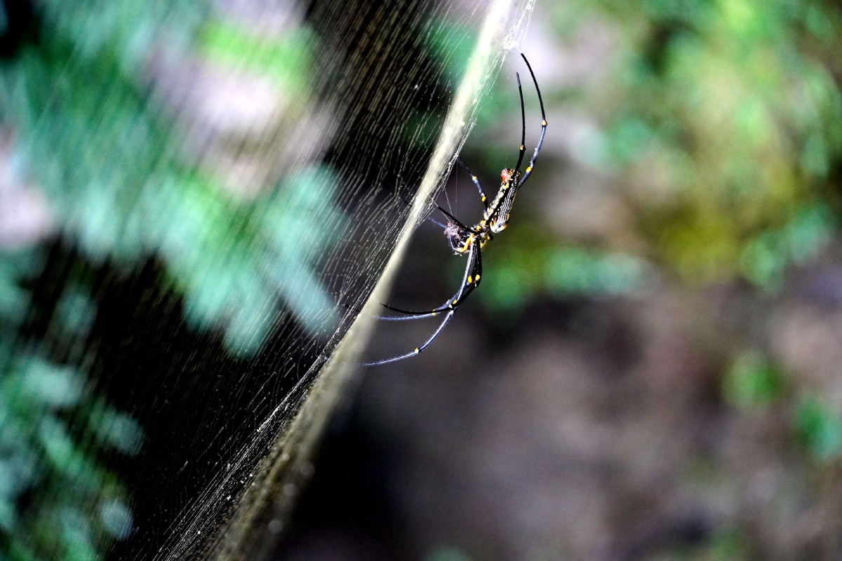 广西永福惊现一只会吐金丝的蜘蛛 2020年8月14日,一只身披黑黄红斑带