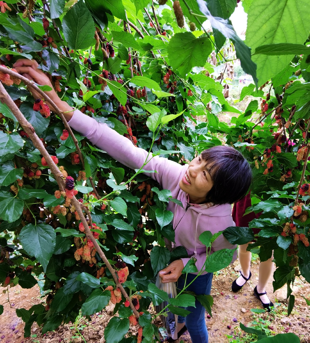 广西贺州昭平桑葚果飘香2021年4月3日清明时节广西昭平县城东宁街8号