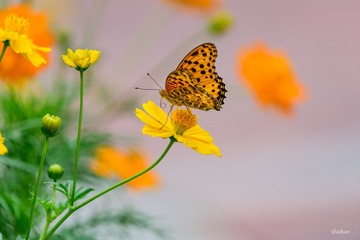 蝶恋花