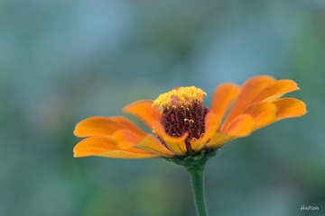 一花一世界