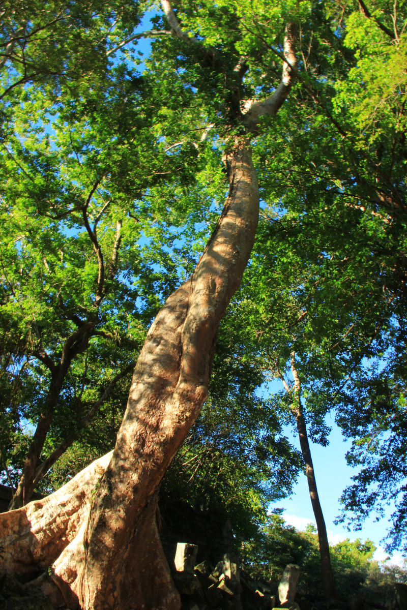崩密列的参天大树