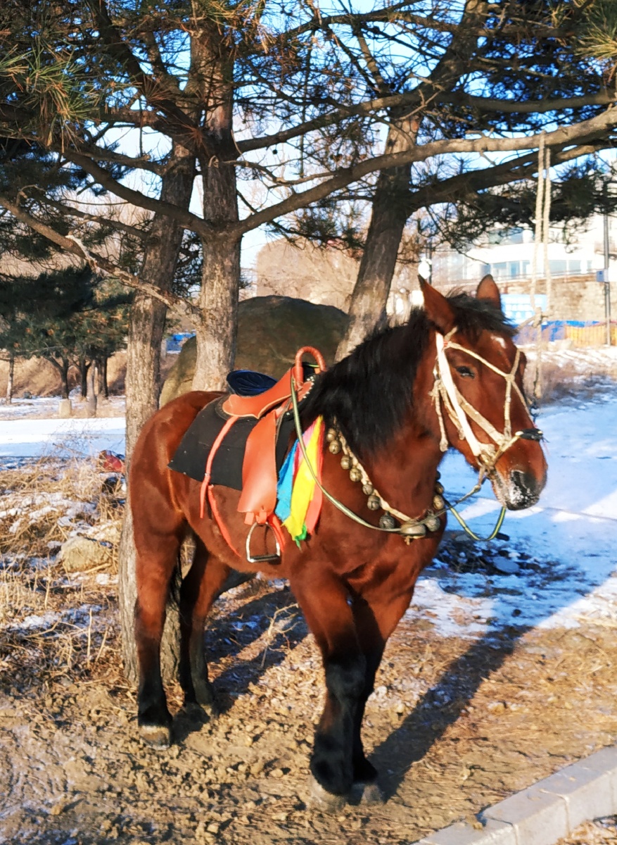 《冬日马96》 - 晴空一鹤429