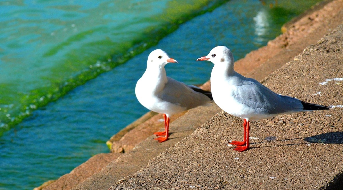 白鸥海边窃私语